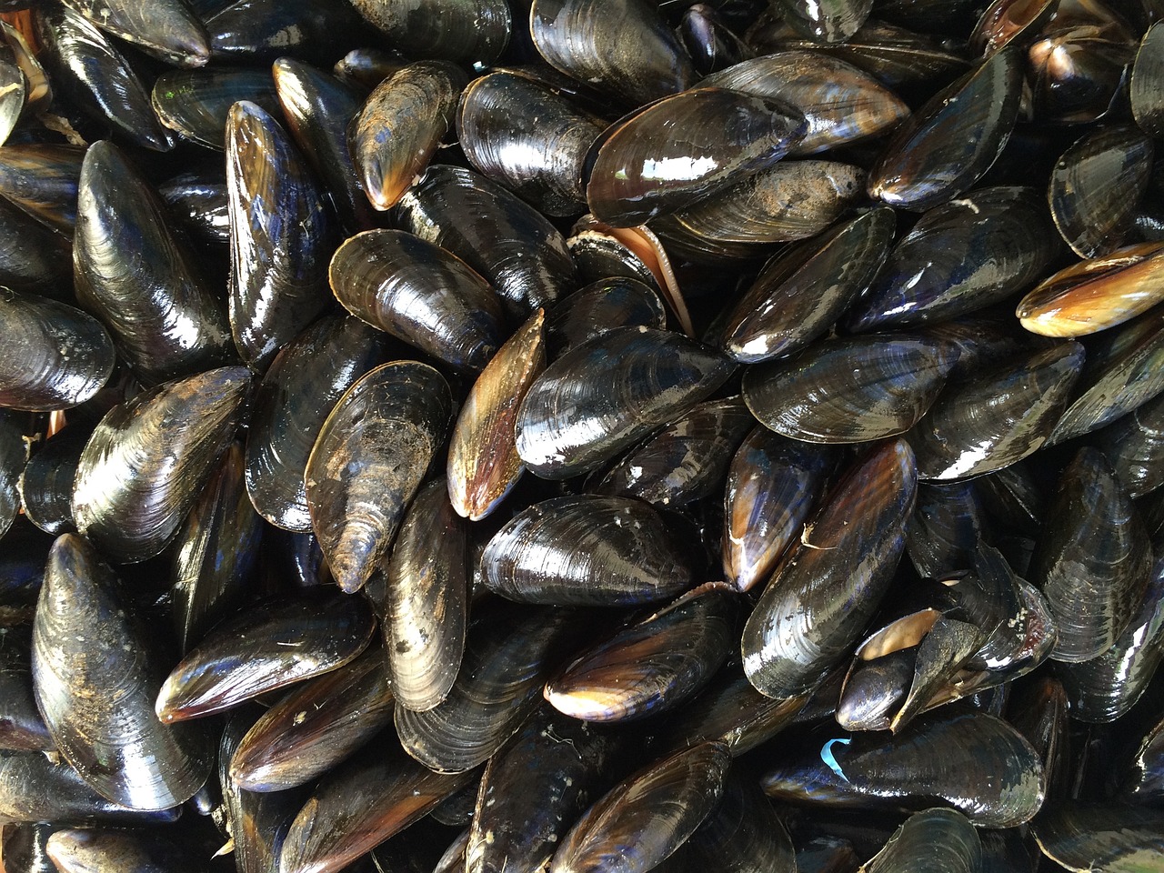 mussels-1665863_1280
