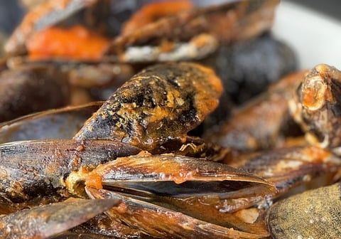mussel-8743710_640