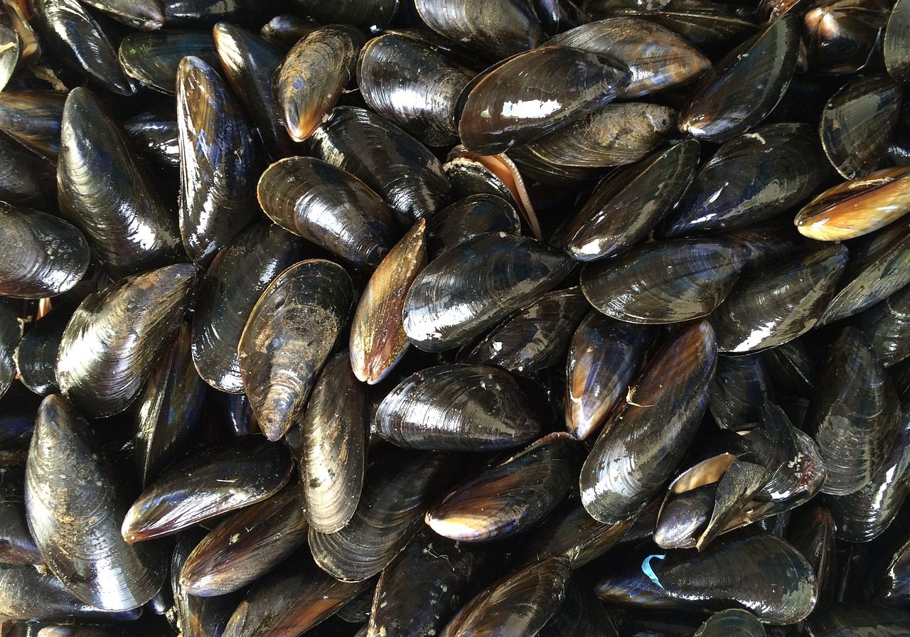 mussels-1665863_1280