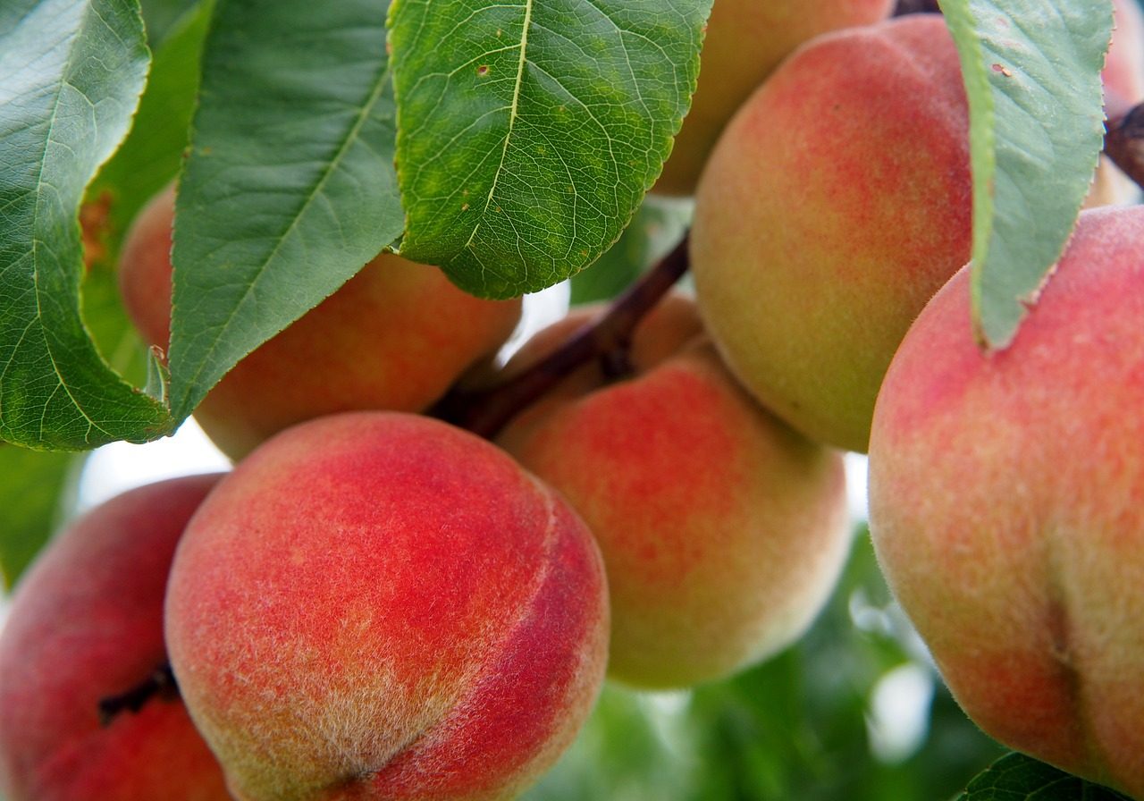 peach-2632182_1280