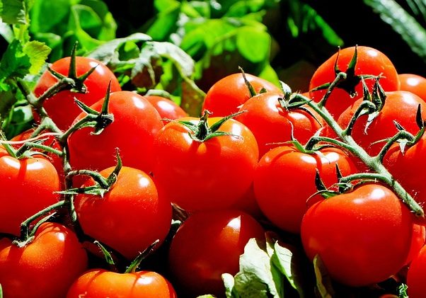 tomatoes-1280859_640